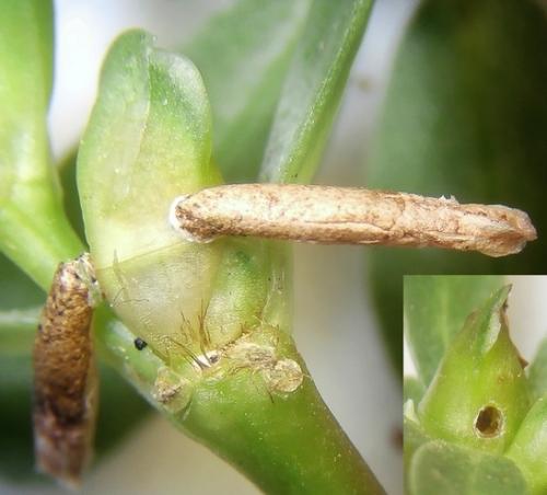Réf. 237 842 : Coleophora texanella